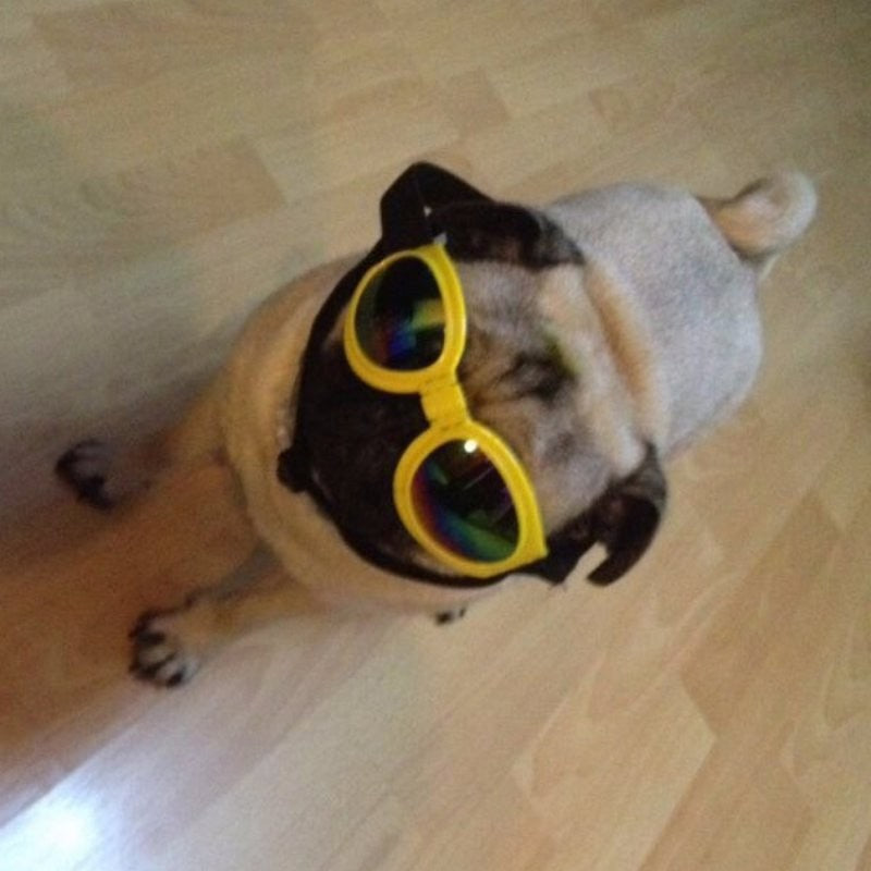 Dog Sunglasses Foldable Medium Size Waterproof Goggles UV