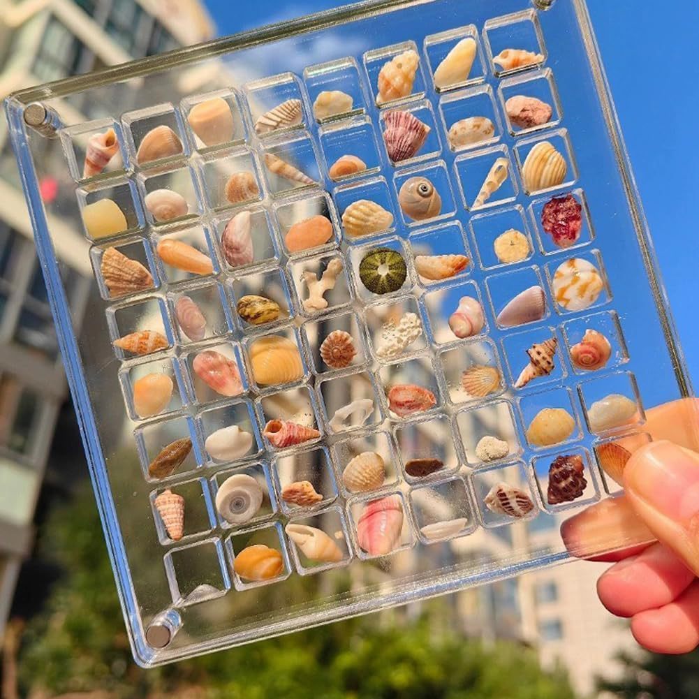 36 64 Grids Seashell Display Box Acrylic Magnetic Case