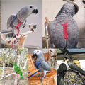 Parrot Flying With Rope And Bird Harness
