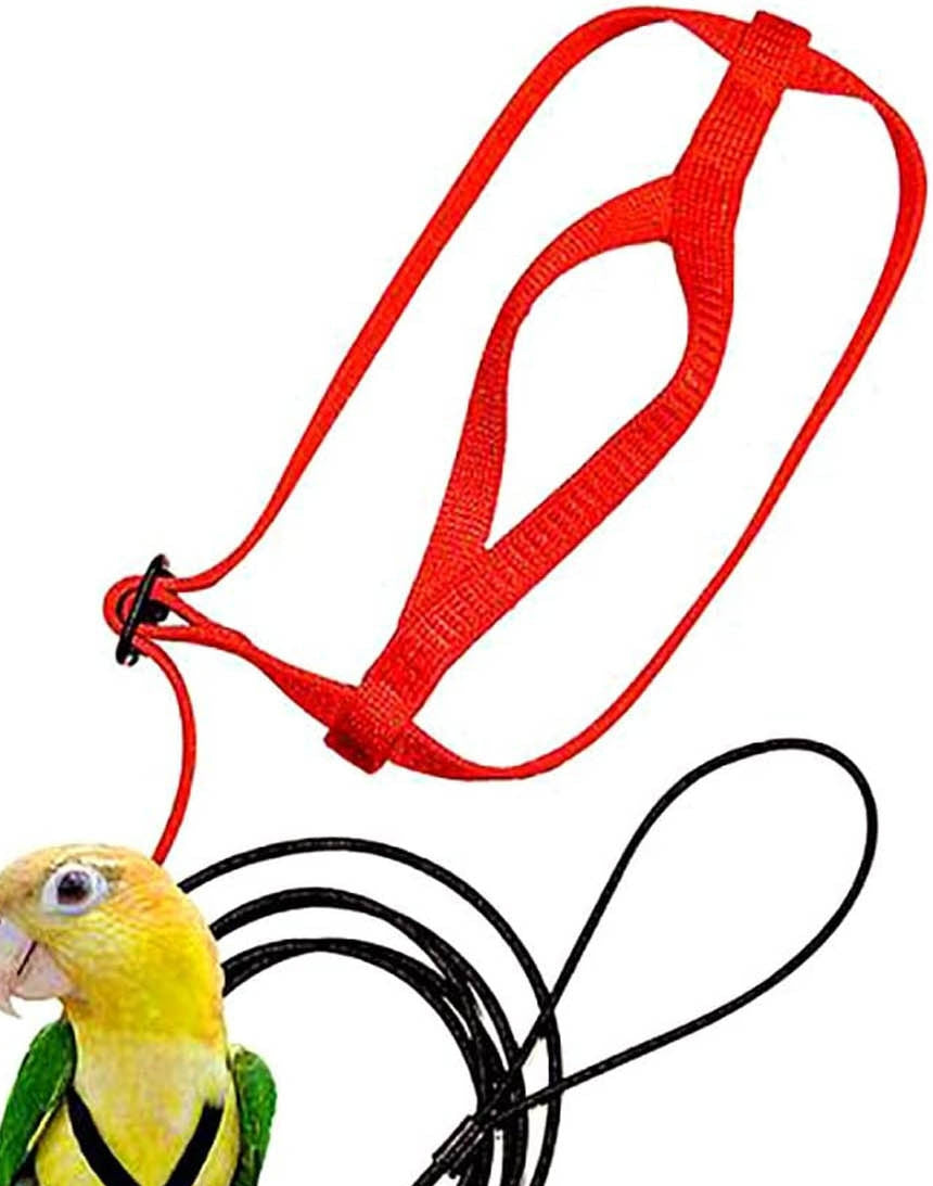 Parrot Flying With Rope And Bird Harness